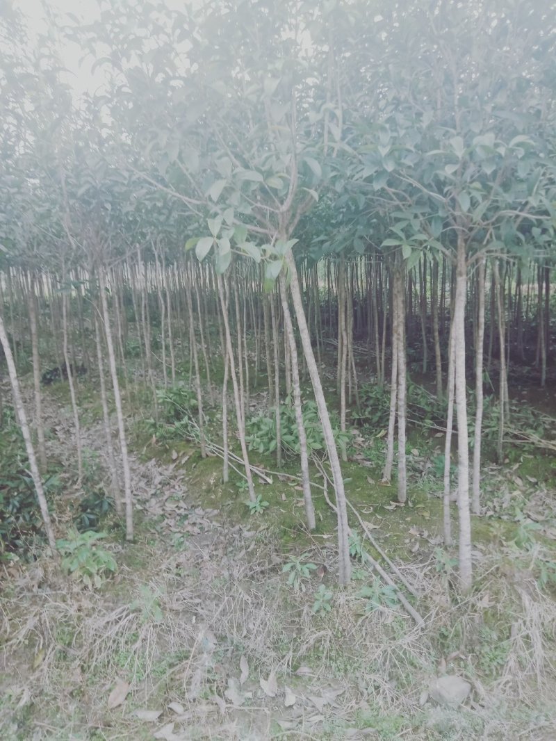 大量紫薇茶花桂花