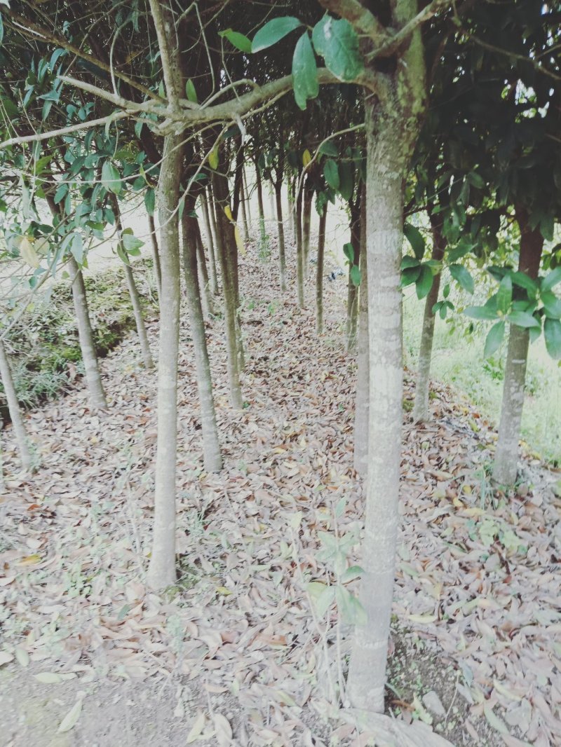 大量紫薇茶花桂花