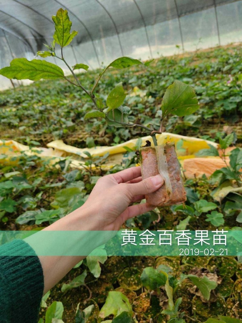 黄金百香果苗