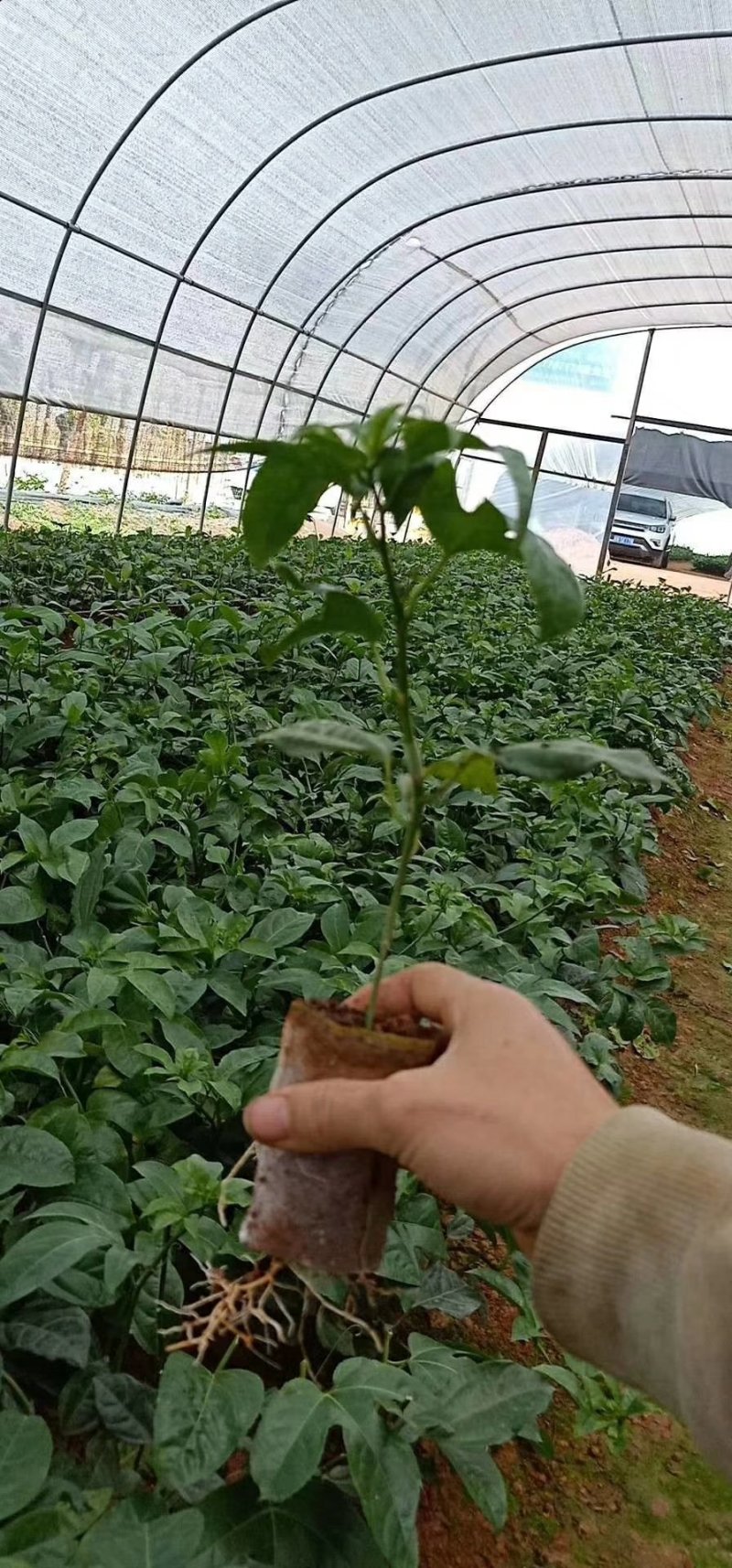 黄金百香果苗
