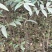 青花椒苗