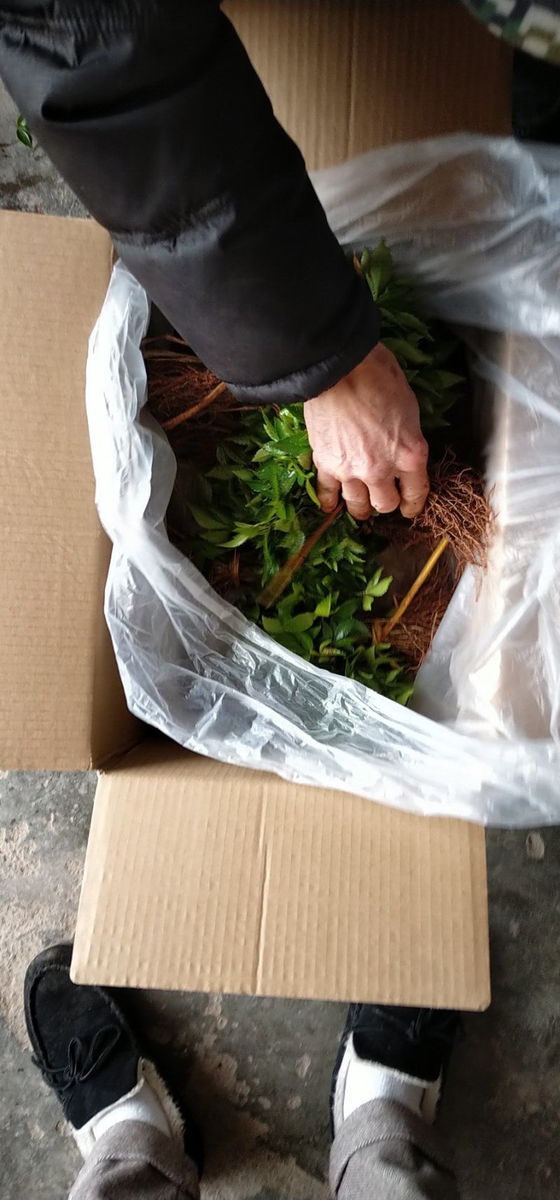 重庆江津区精品正宗九叶青花椒苗花椒小苗