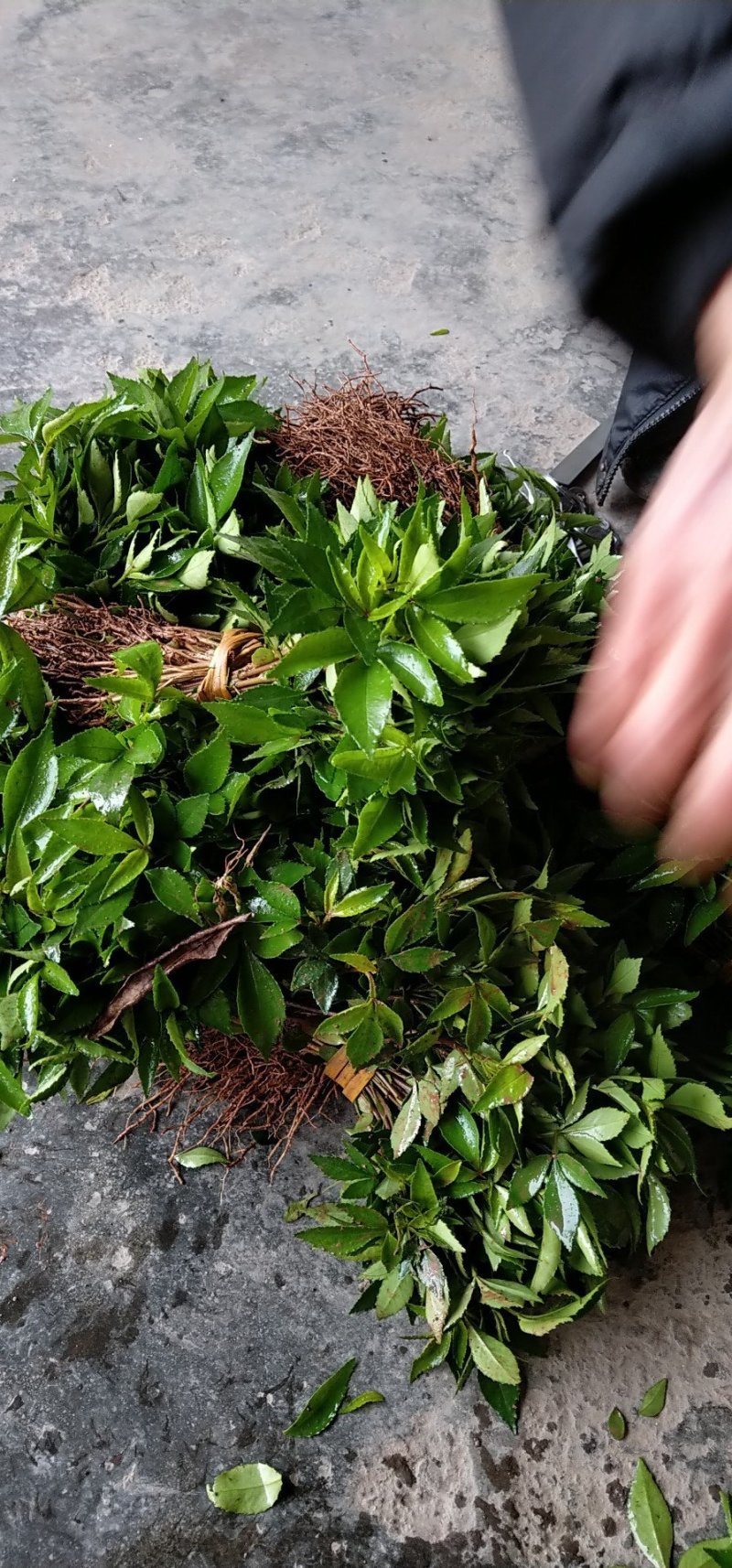 重庆江津区精品正宗九叶青花椒苗花椒小苗
