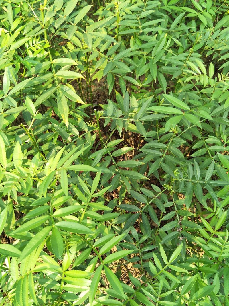 重庆江津区精品正宗九叶青花椒苗花椒小苗