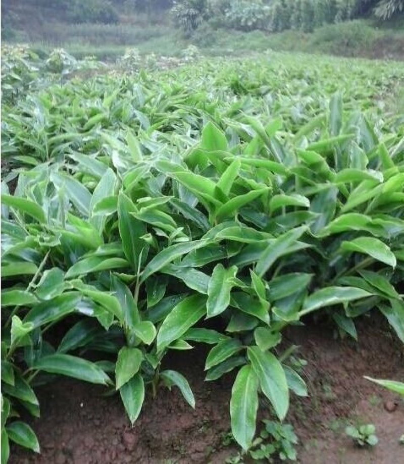 沙仁苗