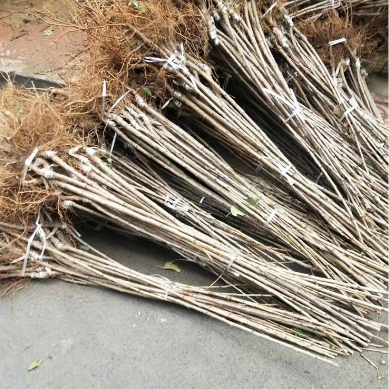 樱桃苗嫁接品种有红灯，美早，车厘子，黑珍珠，矮化大樱桃苗