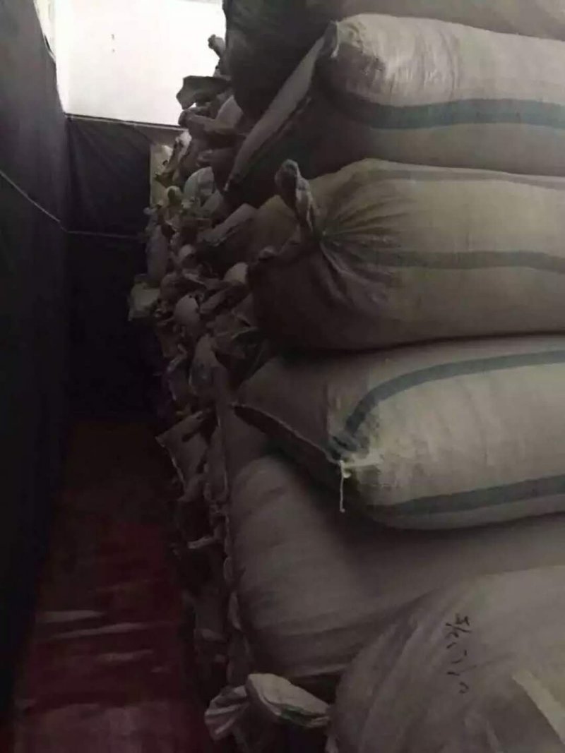 绞股蓝条形产地供应条形紧缩颜色翠绿无杂质