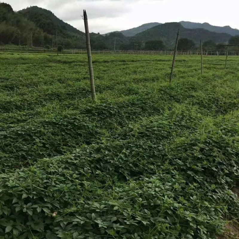 绞股蓝条形产地供应条形紧缩颜色翠绿无杂质