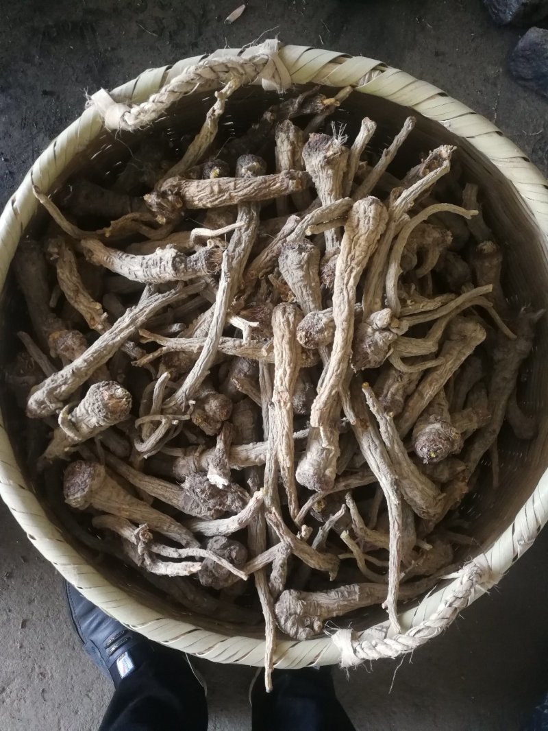 前胡