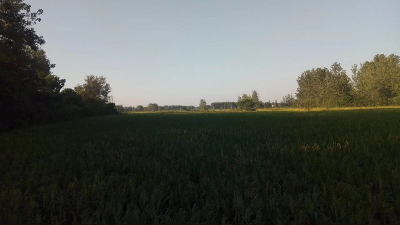 800水稻地