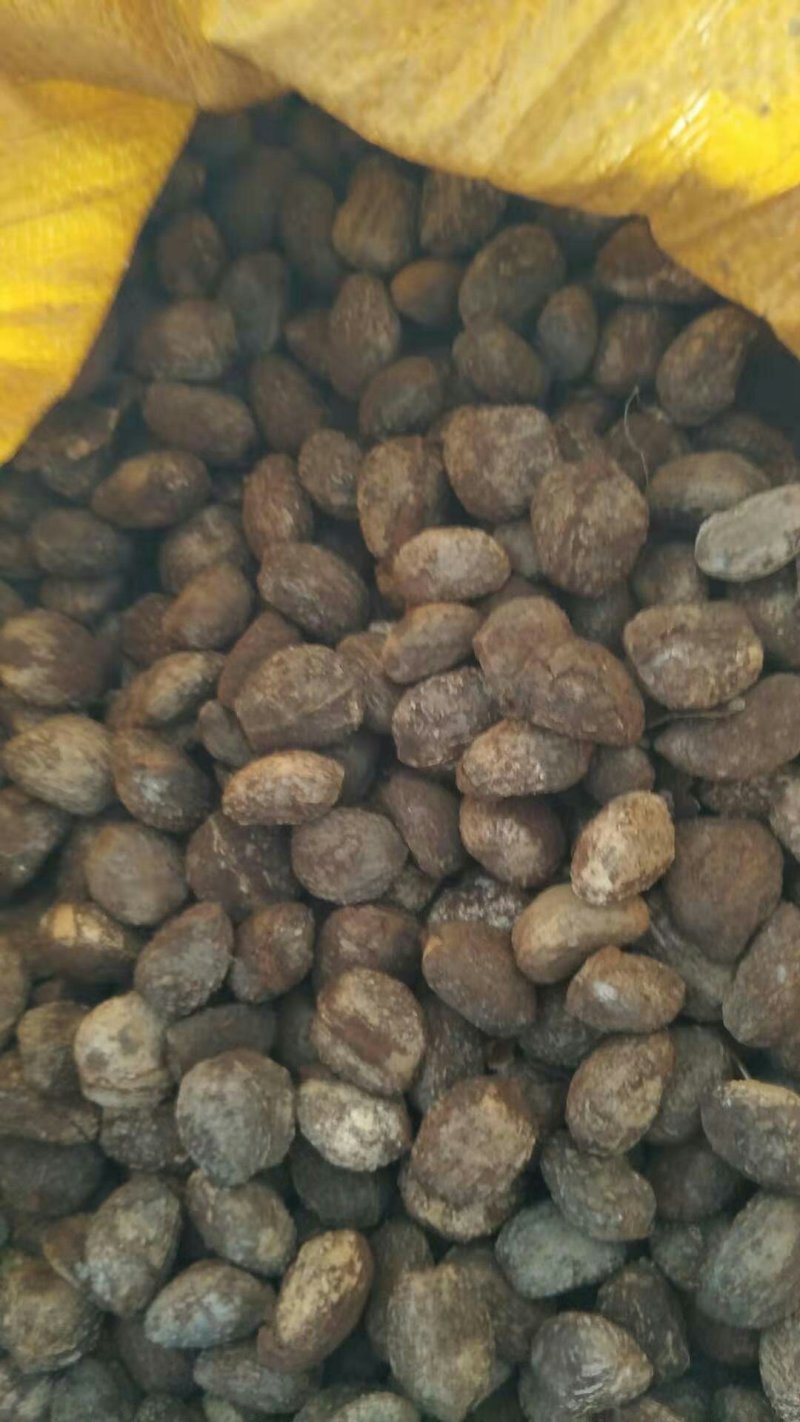 大量供应桐油籽