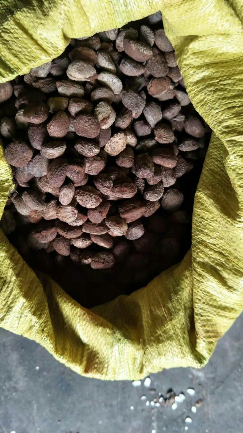 大量供应桐油籽