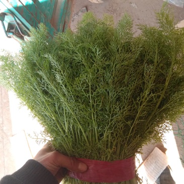 精品茴香批发茴香大量上市货量巨大日供10万斤
