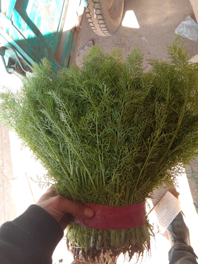 精品茴香批发茴香大量上市货量巨大日供10万斤