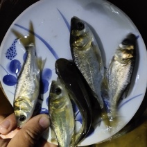 渔场专发，放心鱼苗，花鲢鱼苗，包活包损，著名产地，新品种