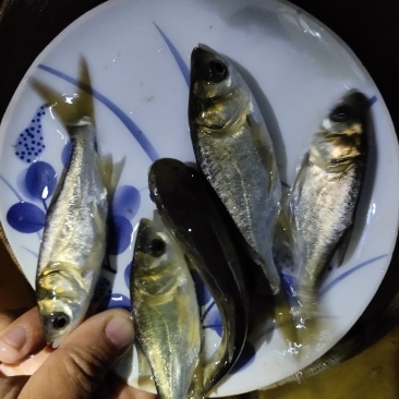 渔场专发，放心鱼苗，花鲢鱼苗，包活包损，著名产地，新品种
