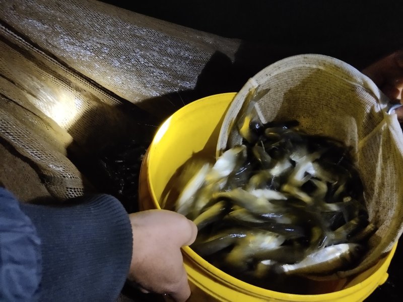 渔场专发，放心鱼苗，花鲢鱼苗，包活包损，著名产地，新品种