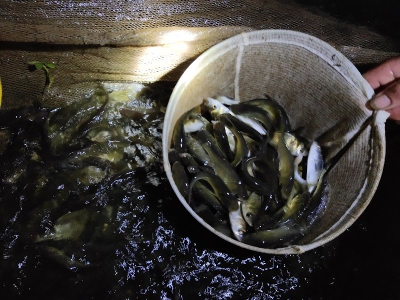 渔场专发，放心鱼苗，花鲢鱼苗，包活包损，著名产地，新品种