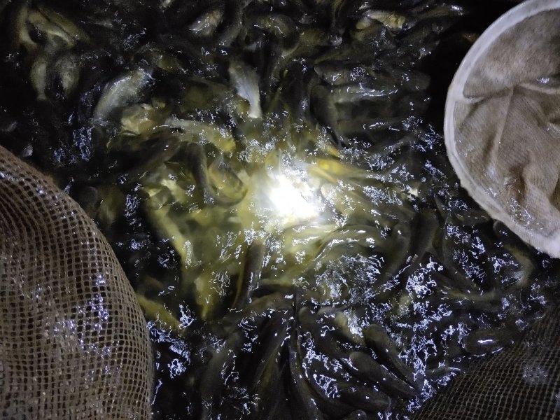 渔场专发，放心鱼苗，花鲢鱼苗，包活包损，著名产地，新品种