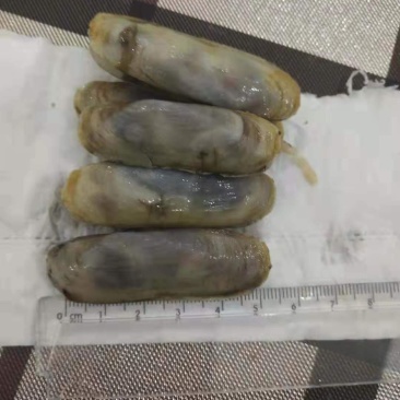 鲜中之王，小人蛏。