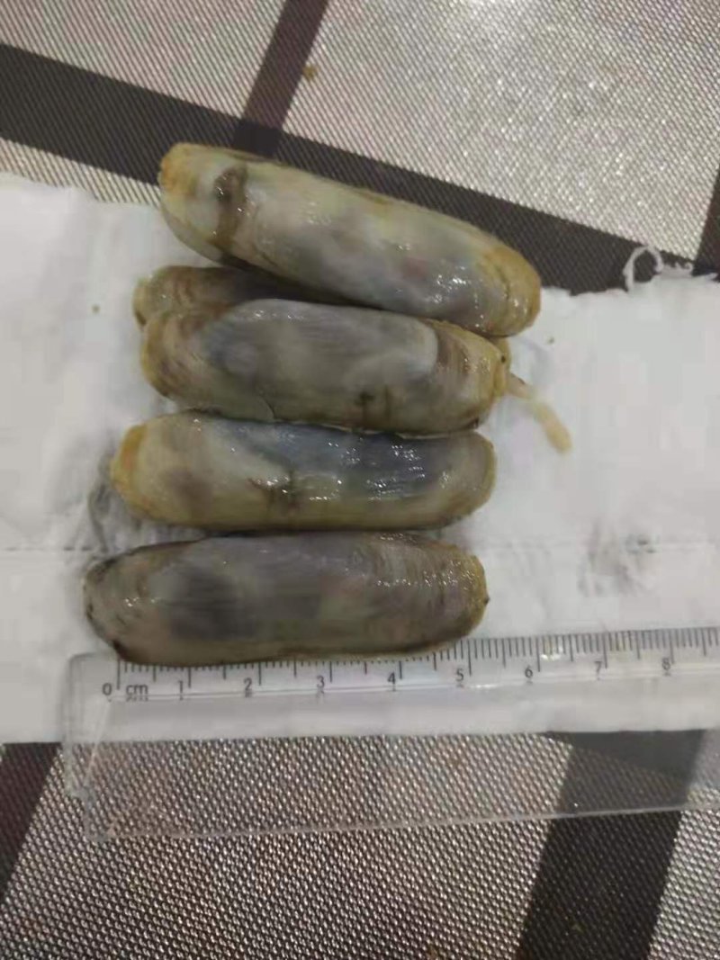 鲜中之王，小人蛏。