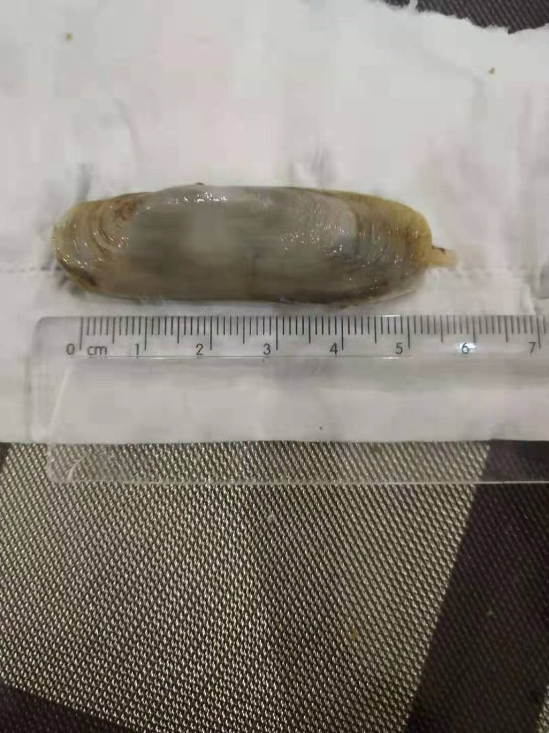 鲜中之王，小人蛏。