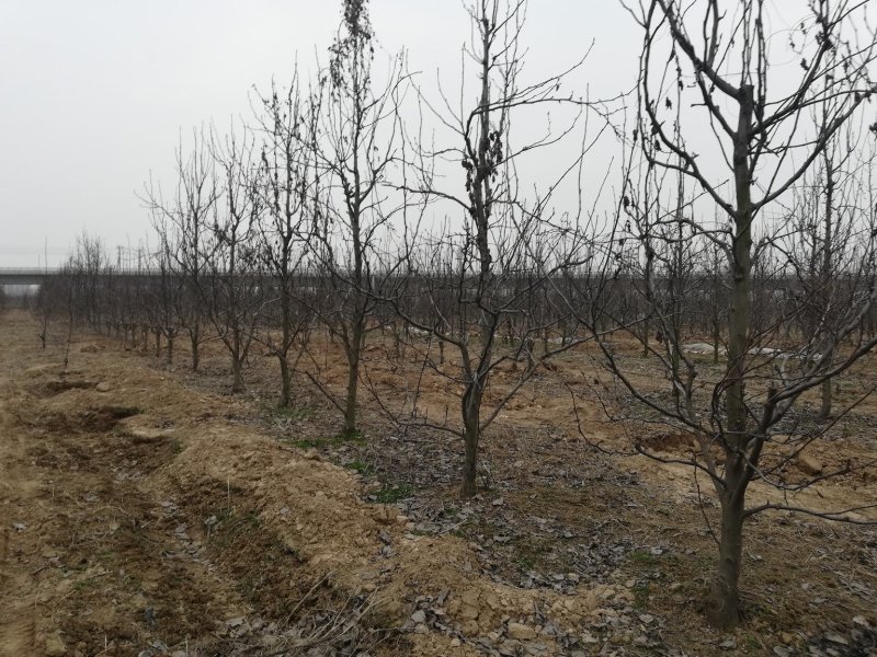 梨树.占地梨树.皇梨树.打土球翠冠梨树酥梨树