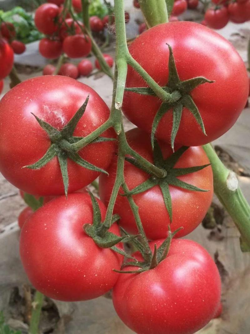 大量供应大红西红柿苗，秋延迟品种，耐热抗病毒，大果西红柿