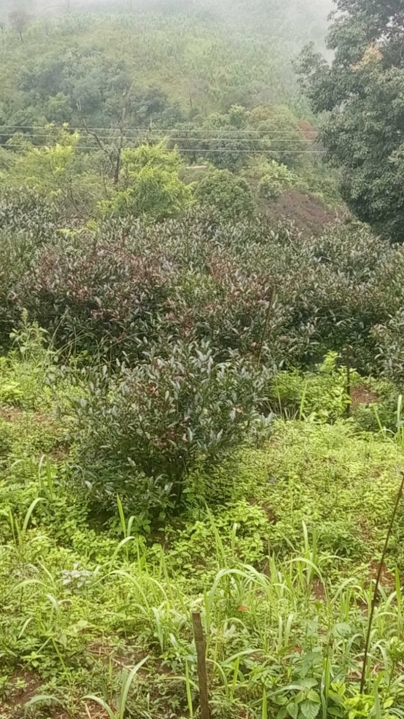 云南省西双版纳勐海县生态乔木普洱茶