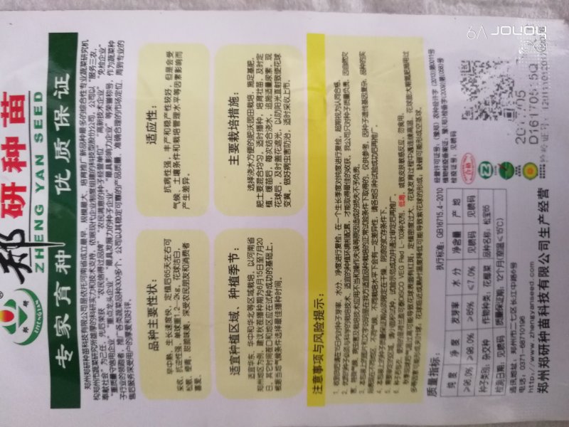 【精】郑研松宝65菜花种子，花球大，产量高