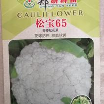 【精】郑研松宝65菜花种子，花球大，产量高