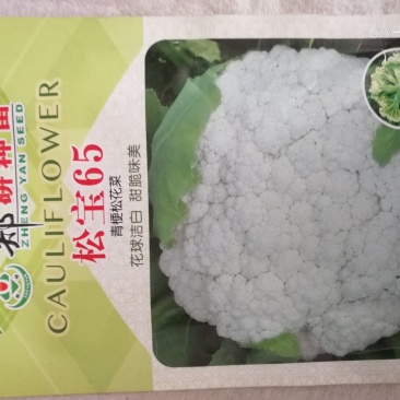 【精】郑研松宝65菜花种子，花球大，产量高