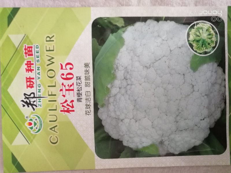 【精】郑研松宝65菜花种子，花球大，产量高