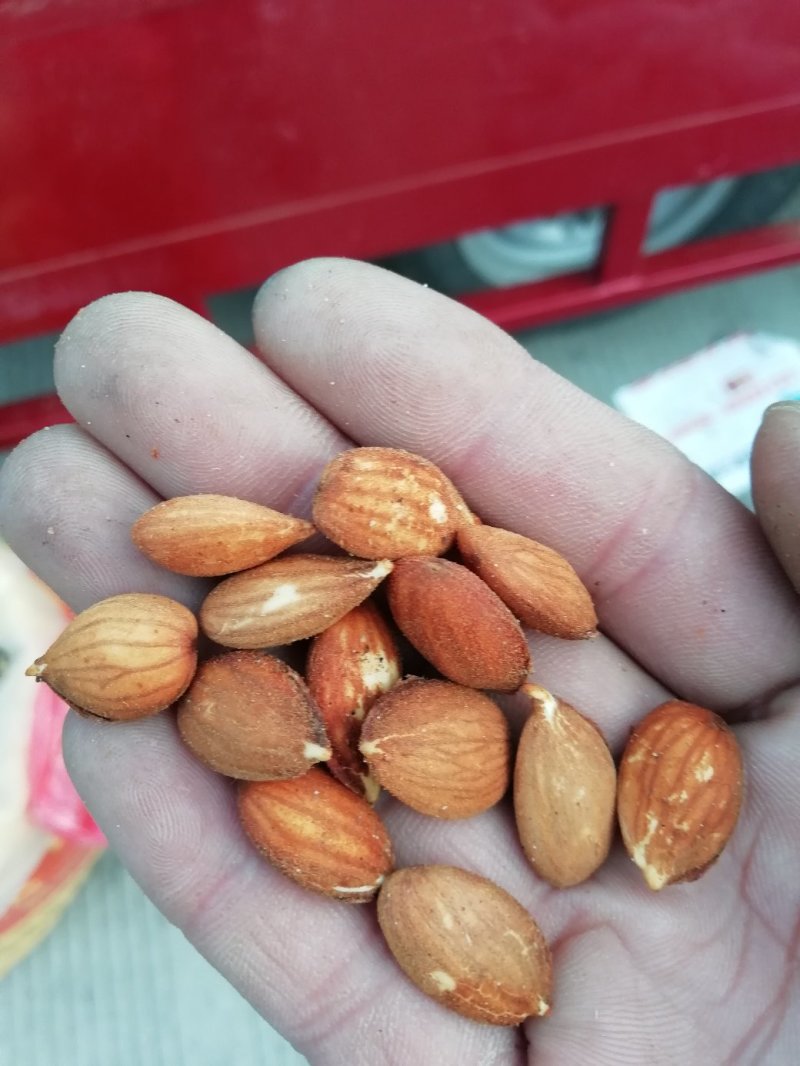 桃树种子.桃芽毛桃种子货发全国保出芽率