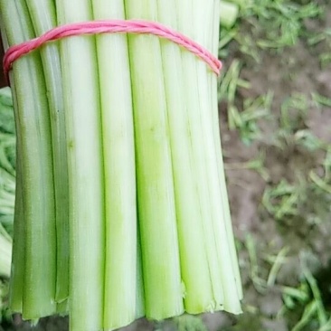 茼蒿