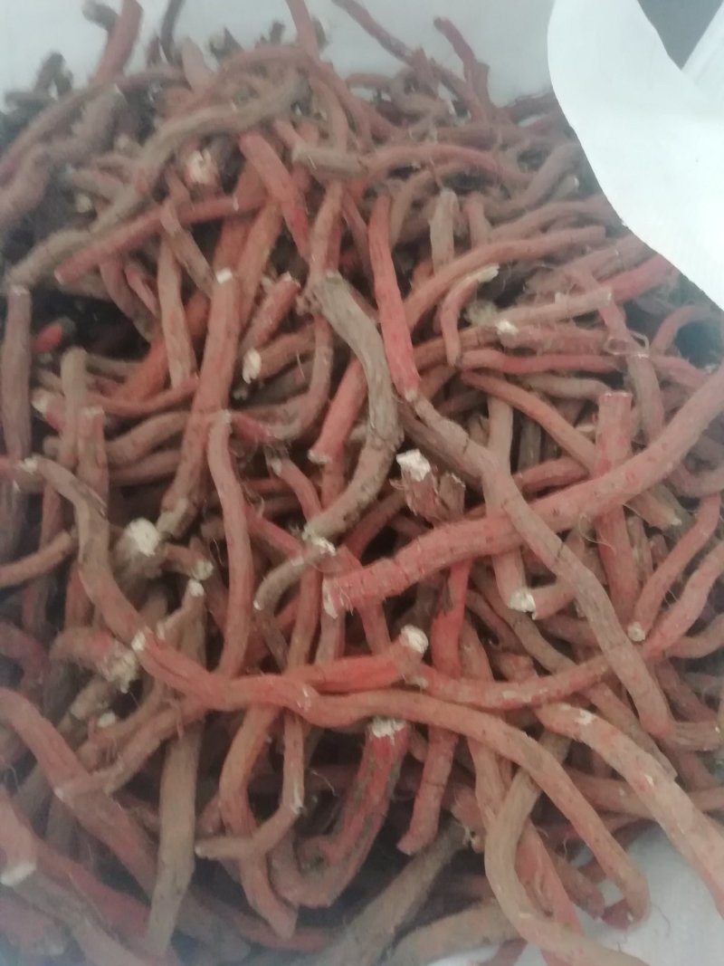 山东丹参中条含量好，货源充足！！！