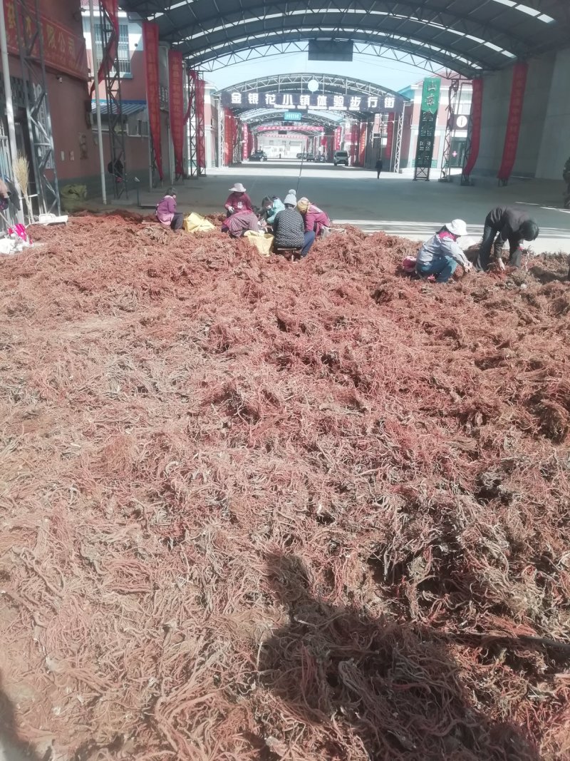 山东丹参中条含量好，货源充足！！！