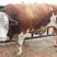 黄牛犊体躯丰满、增重快、饲料利用率高、肉质口感好