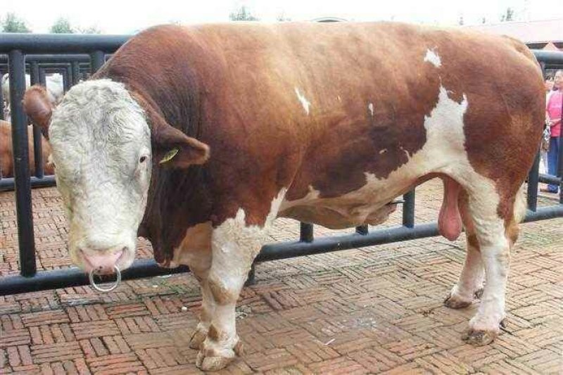 黄牛犊体躯丰满、增重快、饲料利用率高、肉质口感好