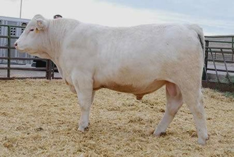 黄牛犊体躯丰满、增重快、饲料利用率高、肉质口感好