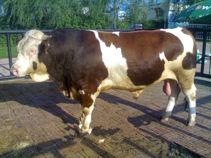 黄牛犊体躯丰满、增重快、饲料利用率高、肉质口感好