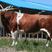 黄牛犊体躯丰满、增重快、饲料利用率高、肉质口感好