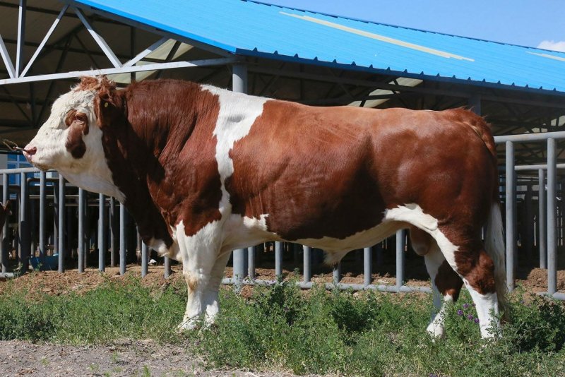 黄牛犊体躯丰满、增重快、饲料利用率高、肉质口感好