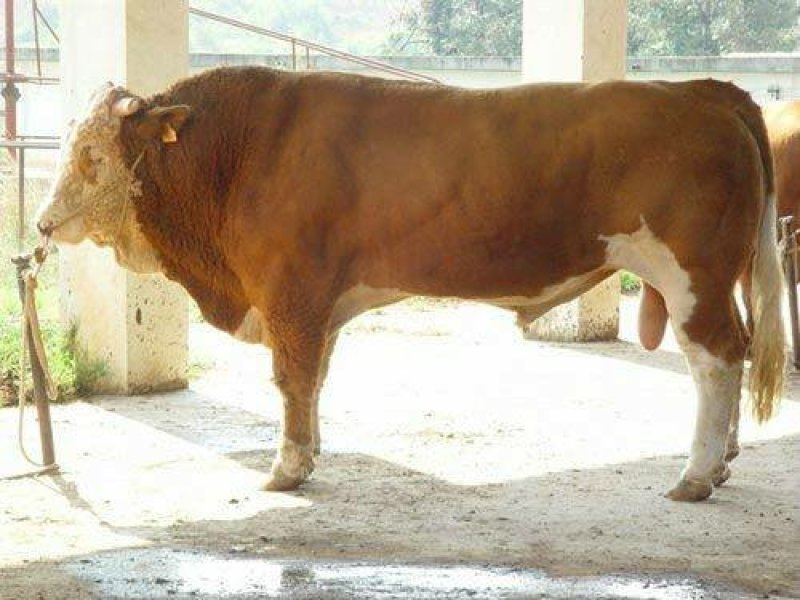黄牛犊体躯丰满、增重快、饲料利用率高、肉质口感好