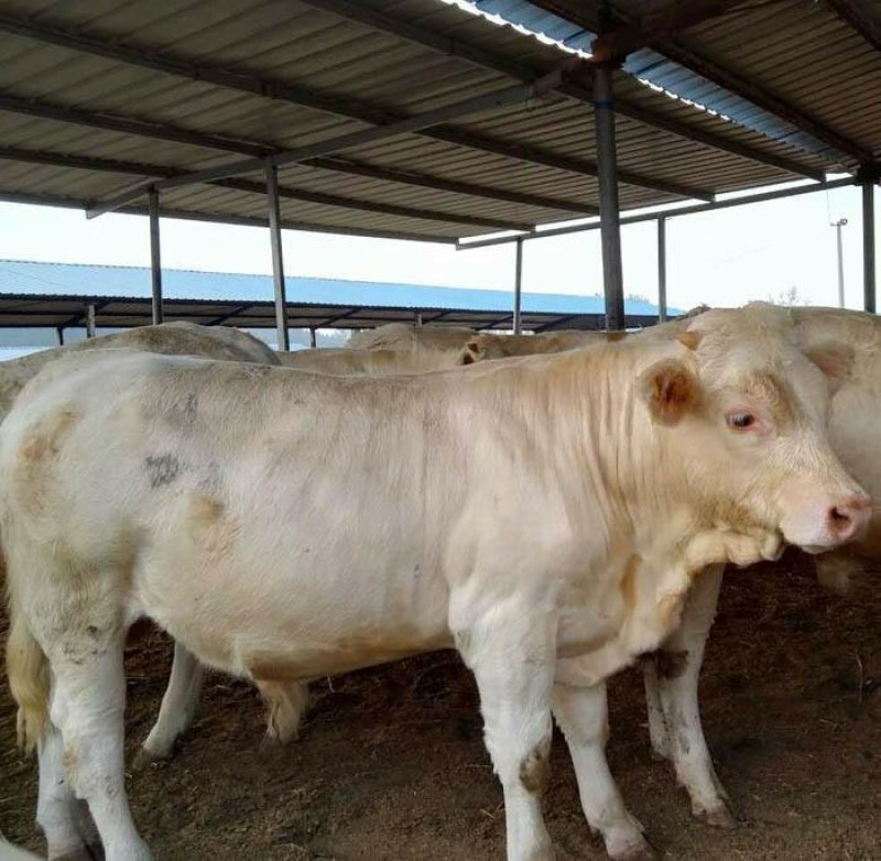 黄牛犊体躯丰满、增重快、饲料利用率高、肉质口感好