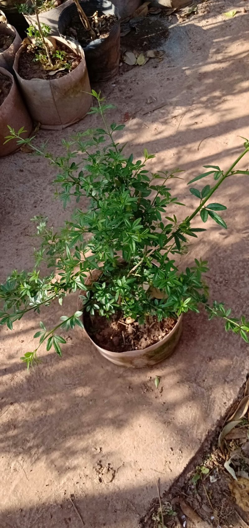 迎春花