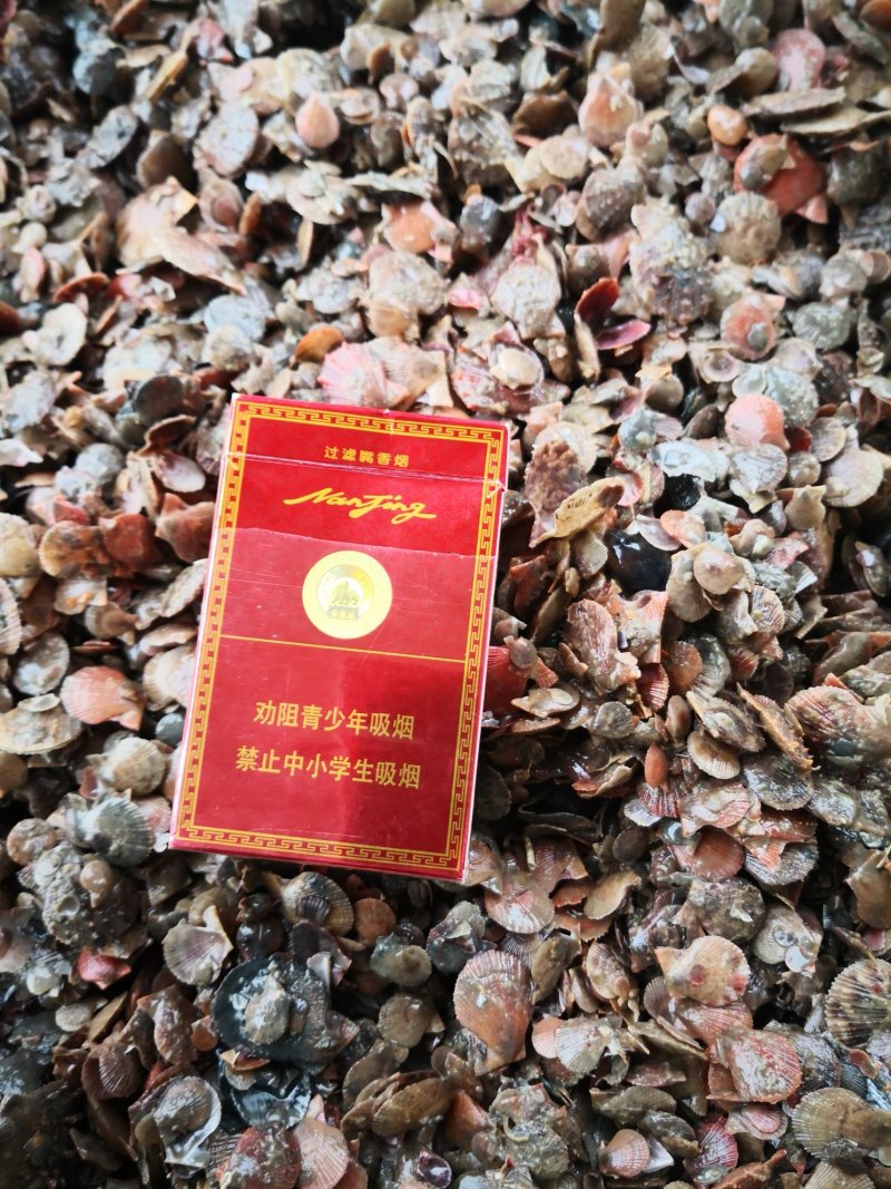 扇贝苗栉孔贝600粒到800粒一厘八