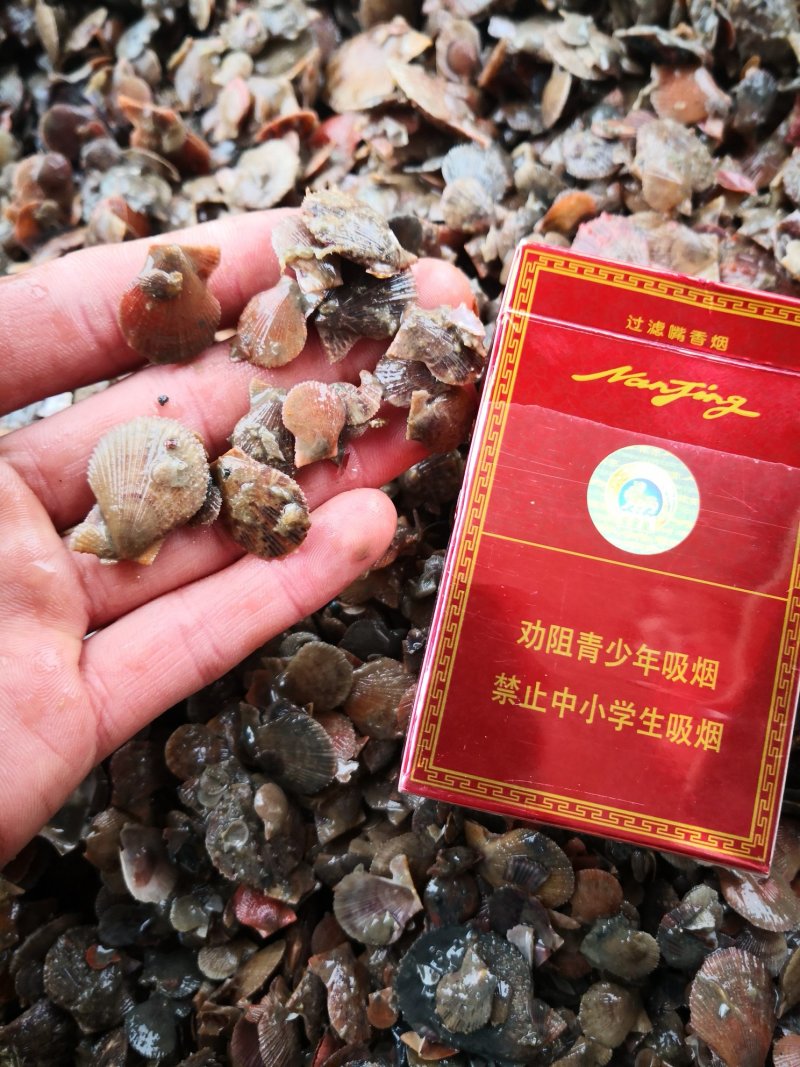 扇贝苗栉孔贝600粒到800粒一厘八