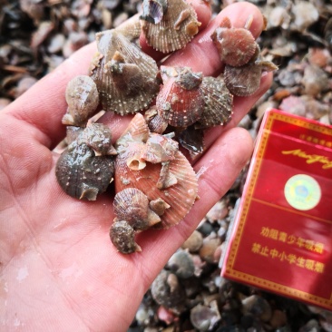 扇贝苗栉孔贝600粒到800粒一厘八