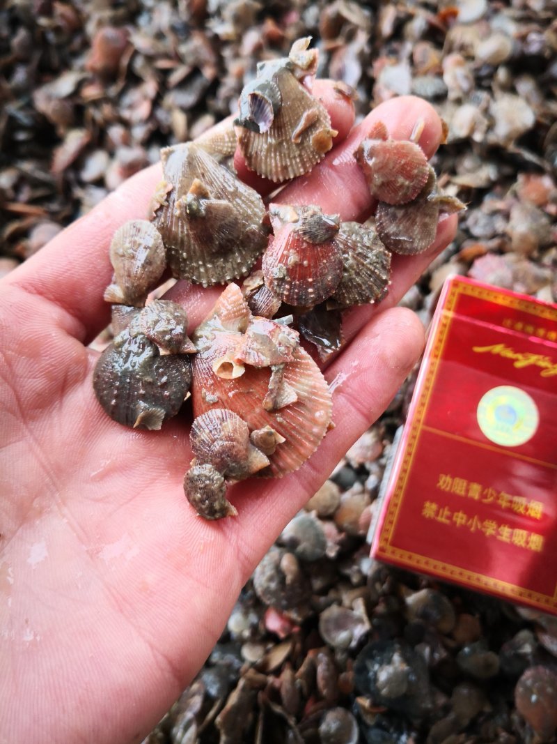 扇贝苗栉孔贝600粒到800粒一厘八